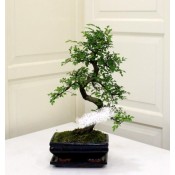 Bonsai