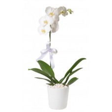 Seramik Vazoda Tek Dal Beyaz Orkide