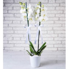 Seramik Vazoda Çift Dal Beyaz Orkide