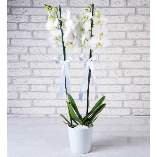 Seramik Vazoda Çift Dal Beyaz Orkide