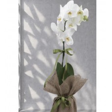 Tek Dal Beyaz Orkide Hasır Ambalaj 