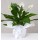Spatifilyum Bitkisi - Barış Çiçeği